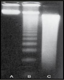 a0257a11df8a390800200c9a66