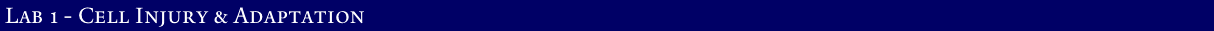 Lab 1 - Cell Injury