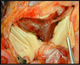 b77b3261f11df8a390800200c9a66