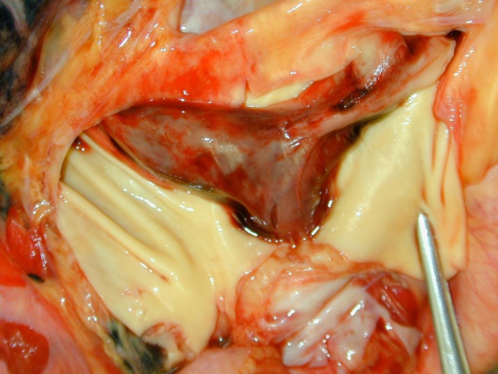 b77b3261f11df8a390800200c9a66