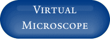Virtual Microscope